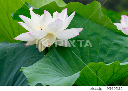 美しいハスの花「大蛇伝説の池 古代ハス」観光穴場 美しいハスの花「大蛇伝説の池 古代ハス」観光穴場 95495894