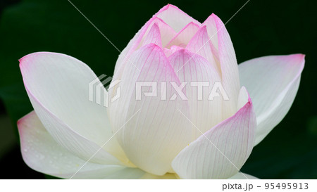 美しいハスの花「大蛇伝説の池 古代ハス」観光穴場 美しいハスの花「大蛇伝説の池 古代ハス」観光穴場 95495913