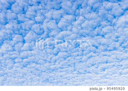 うろこ雲が広がる空 うろこ雲が広がる空 95495920