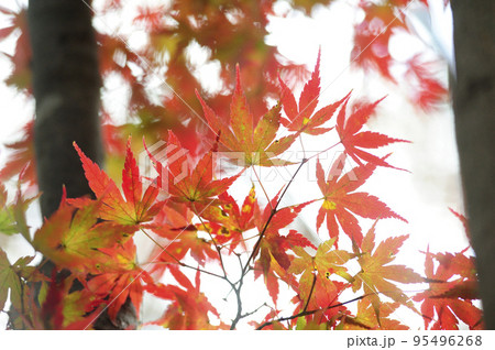 初秋の時 95496268