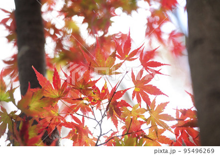 初秋の時 95496269