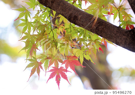 初秋の時 95496270