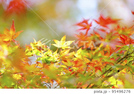 初秋の時 95496276