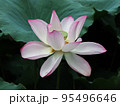 水面に浮かぶ蓮の花 95496646