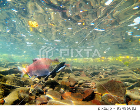 秋の屈斜路湖ヒメマスの水中撮影 95496682