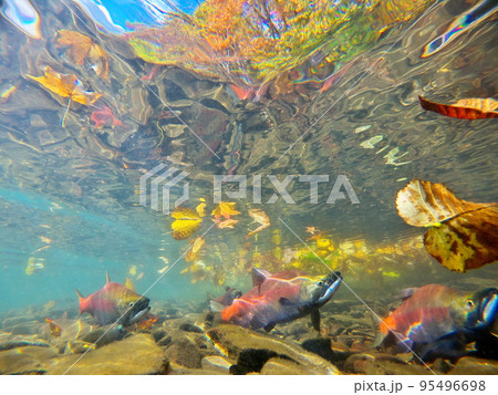 秋の屈斜路湖ヒメマスの水中撮影 95496698