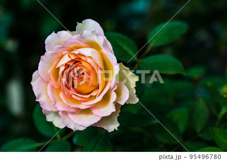 薔薇 薔薇 95496780