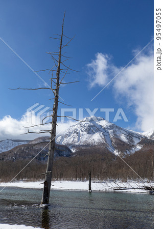 長野県 北アルプス 上高地 大正池の立ち枯れの木と焼岳 長野県 北アルプス 上高地 大正池の立ち枯れの木と焼岳 95497055