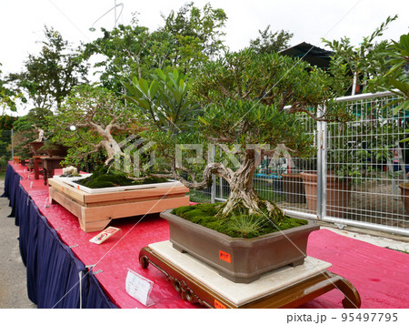 MELAKA, MALAYSIA -AUGUST 27, 2022: Various bonsai trees are shown to the public in a public park. Bonsai is a type of hobby that requires perseverance and patience. It takes art to shape it. MELAKA, MALAYSIA -AUGUST 27, 2022: Various bonsai trees are shown to the public in a public park. Bonsai is a type of hobby that requires perseverance and patience. It takes art to shape it. 95497795