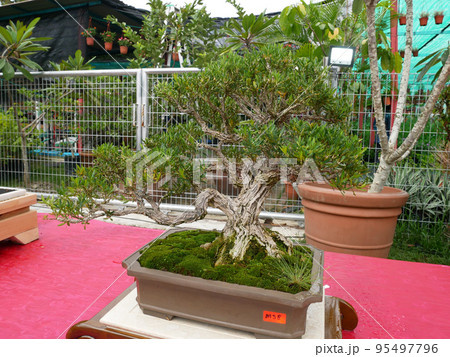 MELAKA, MALAYSIA -AUGUST 27, 2022: Various bonsai trees are shown to the public in a public park. Bonsai is a type of hobby that requires perseverance and patience. It takes art to shape it. MELAKA, MALAYSIA -AUGUST 27, 2022: Various bonsai trees are shown to the public in a public park. Bonsai is a type of hobby that requires perseverance and patience. It takes art to shape it. 95497796