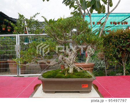 MELAKA, MALAYSIA -AUGUST 27, 2022: Various bonsai trees are shown to the public in a public park. Bonsai is a type of hobby that requires perseverance and patience. It takes art to shape it. 95497797