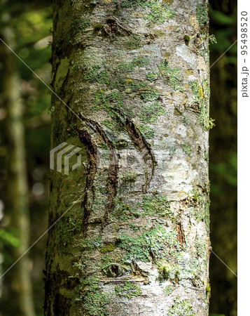 知床五胡の木に刻まれた熊の爪痕(北海道斜里町) 知床五胡の木に刻まれた熊の爪痕(北海道斜里町) 95498520