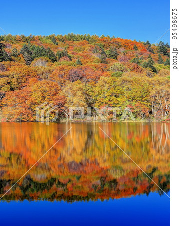 紅葉の小鳥ヶ池 95498675