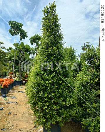 JOHOR, MALAYSIA -MAY 4, 2022: Tropical plants are grown in a plant nursery. The large size of the nursery can accommodate a large number of plants. Sorted by species and grade. JOHOR, MALAYSIA -MAY 4, 2022: Tropical plants are grown in a plant nursery. The large size of the nursery can accommodate a large number of plants. Sorted by species and grade. 95499229
