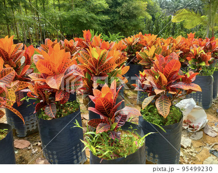 JOHOR, MALAYSIA -MAY 4, 2022: Tropical plants are grown in a plant nursery. The large size of the nursery can accommodate a large number of plants. Sorted by species and grade. JOHOR, MALAYSIA -MAY 4, 2022: Tropical plants are grown in a plant nursery. The large size of the nursery can accommodate a large number of plants. Sorted by species and grade. 95499230