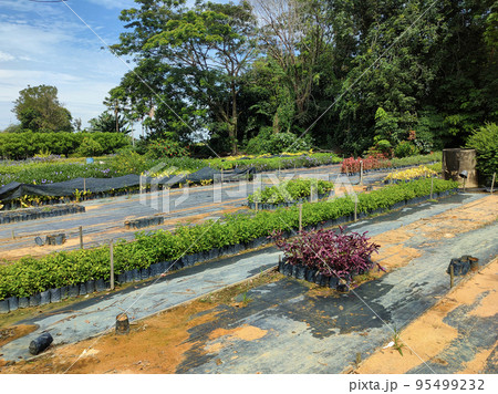 JOHOR, MALAYSIA -MAY 4, 2022: Tropical plants are grown in a plant nursery. The large size of the nursery can accommodate a large number of plants. Sorted by species and grade. 95499232