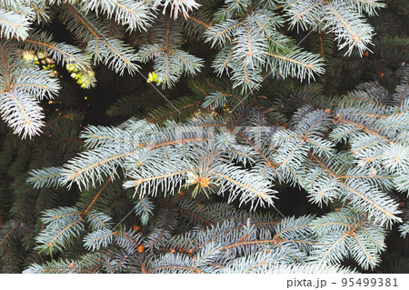Background of tree branches. Coniferous trees. Green background. Background of tree branches. Coniferous trees. Green background. 95499381