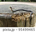 蛇　ヒバカリ 95499465