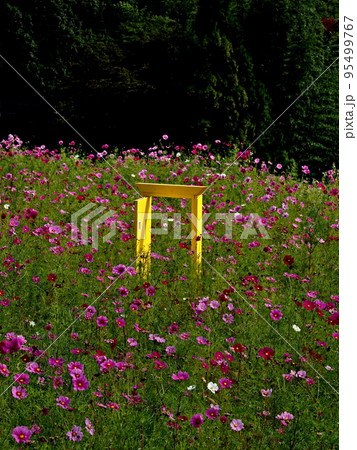 関ヶ原のコスモス畑 95499767