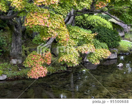 秋冷の栗林公園(10月上旬) 秋冷の栗林公園(10月上旬) 95500688