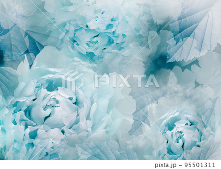 Flowers  blue peonies.   Floral spring background. Petals peonies. .  Close-up. Nature. 95501311