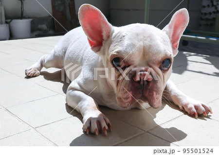 white French bulldog  or lie down French bulldog ,sleepy dog or sunbathe dog 95501524