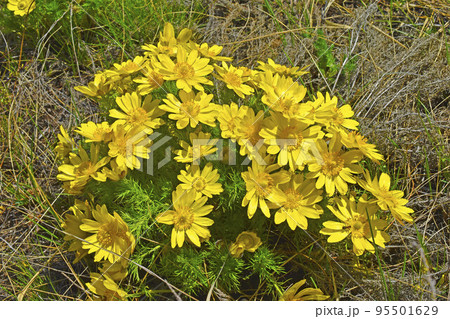 Spring yellow flowers Adonis vernalis, or Goritsvet (Ranunculaceae) 95501629