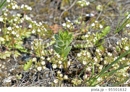 Purple flowers of the great breakwater Androsace maxima subsp. caucasica Purple flowers of the great breakwater Androsace maxima subsp. caucasica 95501632