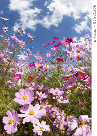 青空に咲く満開のコスモス（縦写真）の写真素材 [95501856] - PIXTA