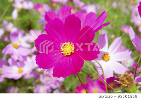 満開のピンクのコスモス 95501859