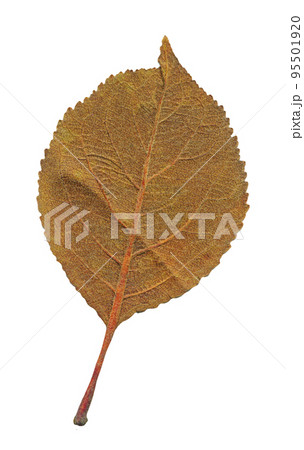 Autumn leaf isolated 95501920