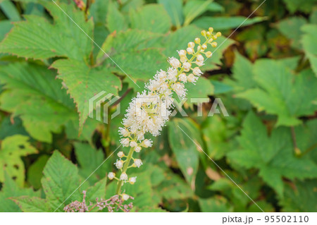 初秋の北アルプス栂池自然園　3分咲きのサラシナショウマ 95502110