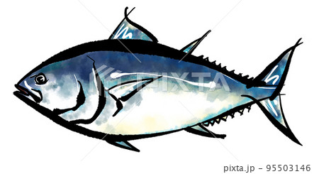 鮪 マグロ の手書きイラスト 筆書き墨絵風 のイラスト素材