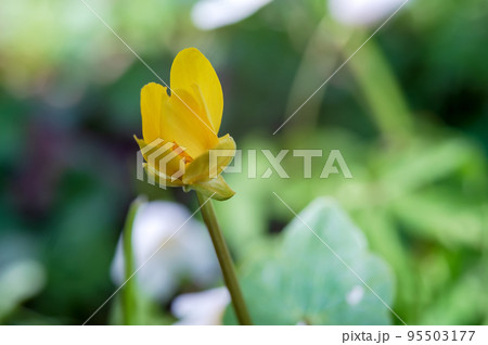Spring yellow flowers. Woodland buttercup flower . 95503177