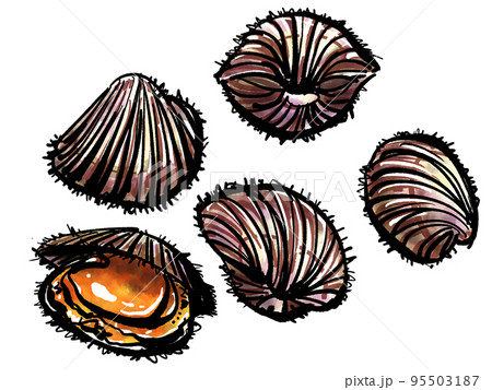 赤貝（あかがい）の手書きイラスト（筆書き墨絵風）のイラスト素材