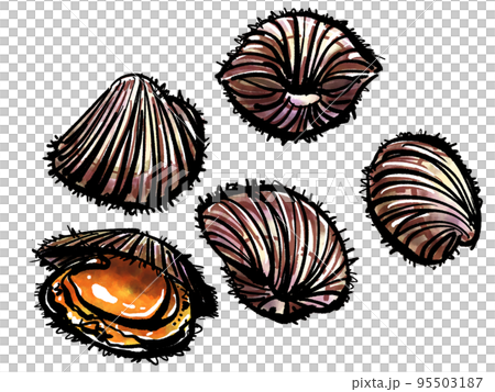 Hand-drawn illustration of Akagai (brush writing sumi-e style) Hand-drawn illustration of Akagai (brush writing sumi-e style) 95503187