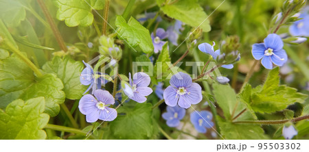 Banner with small purple flowers Veronica 95503302