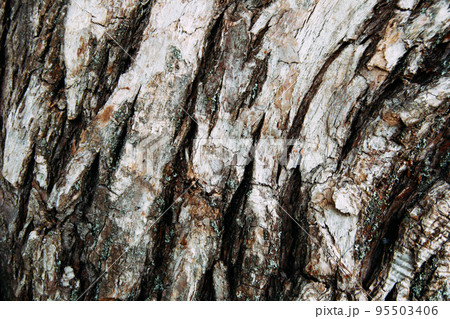 Close up of tree bark texture. Authentic dried cracked wood. Aesthetic natural wooden background. Cool for wallpaper or background. Rough distressed wooden surface with space for text or design. 95503406