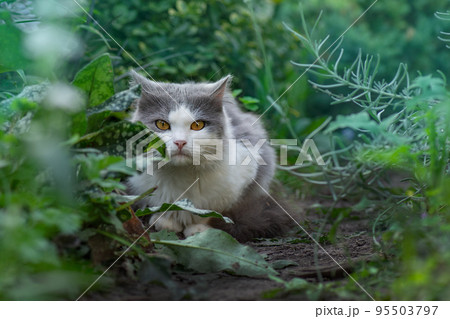 Kitten in garden Kitten in garden 95503797