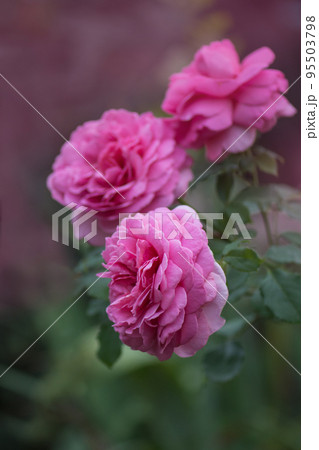 Pink rose in the field. Flowers plant growing in garden. Pink rose in the field. Flowers plant growing in garden. 95503798