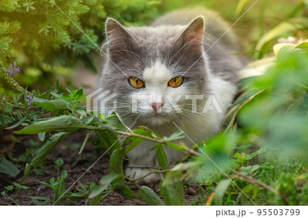 Portrait of adorable gray kitten 95503799