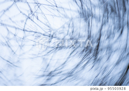 Blurry old and dead tree on white background Blurry old and dead tree on white background 95503928