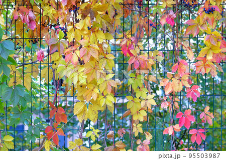 Multicolored autumn leaves of wild climbing grapes on metal fence. September, October, November. Sunny day, warm weather. Multicolored autumn leaves of wild climbing grapes on metal fence. September, October, November. Sunny day, warm weather. 95503987