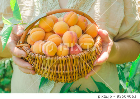Woman holding basket of fresh apricots Woman holding basket of fresh apricots 95504063