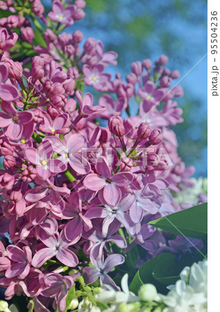 Blooming spring branch of blossoming lilac Blooming spring branch of blossoming lilac 95504236