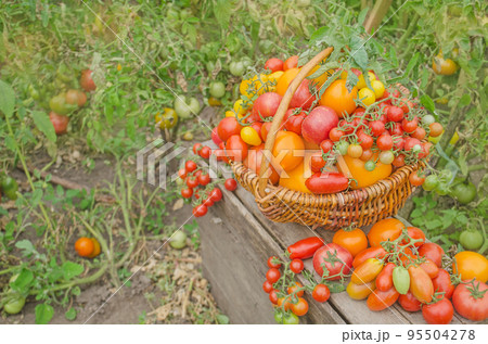 Tomatoes in a basket on a nature background Tomatoes in a basket on a nature background 95504278