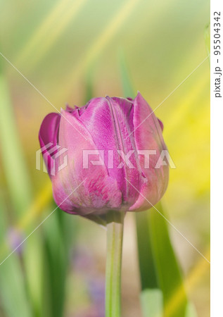 Purple peony tulip. Purple violet tulip in the garden 95504342