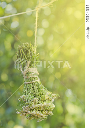 Achillea millefolium or yarrow plant. Millefolii herba on the rope 95504355