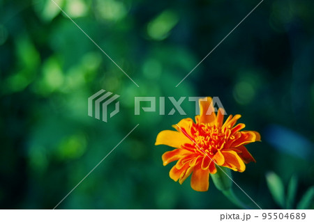 一輪のマリーゴールド　一 95504689