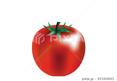 Illustration of a tomato on a white background Illustration of a tomato on a white background 95504845
